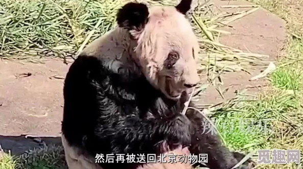 色色人和动物着羞羞！明星与宠物的不为人知的亲密关系曝光，内幕揭秘惊呆众人