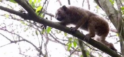 男人和女人一起生猴子！科学家们宣布突破性发现，首次实现人类与动物跨物种繁殖技术的重大进展！