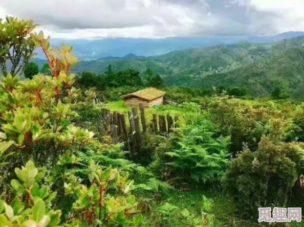 最新的zoom动物马牧场：一个全新的在线平台，让用户通过视频与各种马匹互动，体验真实的牧场生活