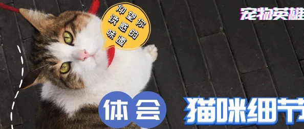 小色猫：从流浪到温暖家庭的成长故事，见证了爱与陪伴的力量