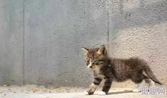 小色猫：从流浪到温暖家庭的成长故事，见证了爱与陪伴的力量