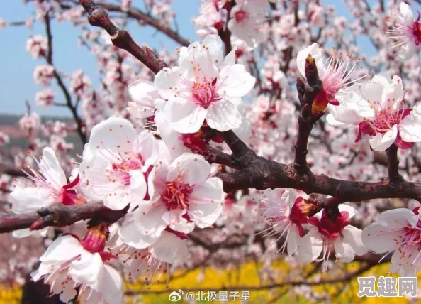 震惊！“国色天香桃花朵朵开万事皆胜意”，今年桃花盛开引发全国旅游热潮，游客人数创历史新高！