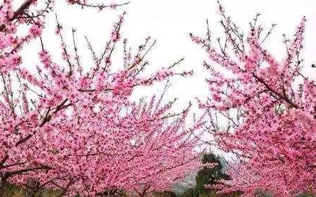 震惊！“国色天香桃花朵朵开万事皆胜意”，今年桃花盛开引发全国旅游热潮，游客人数创历史新高！