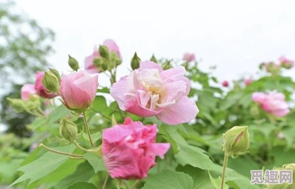 明日之后游戏内如何拍照及完成拍照打卡任务指南