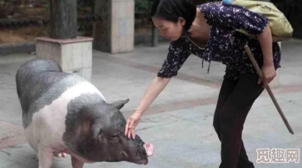 女人和公豬交内谢！某女星被曝与猪发生不正当关系，细节曝光引发网友热议闹哄哄