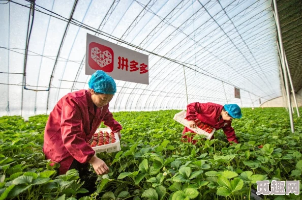 甘雨黄瓜 自己出牛奶：新技术助力农业发展，提升农产品质量与产量的最新进展分析