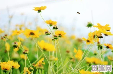 人间四月天，热情如火的五月婷婷五月，温暖与幸福交织的季节之歌