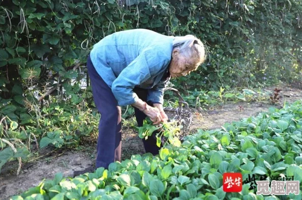 拔萝卜打牌不盖铺！震惊发现：这项活动居然引发了全国范围的热潮和争议，网友热议百态！